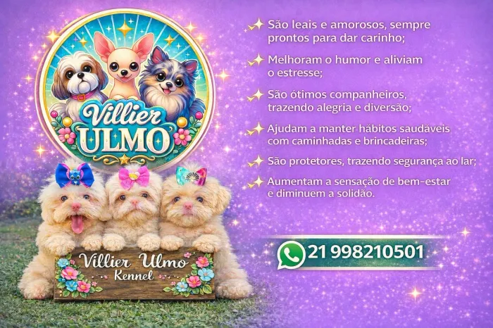 Shih-tzus perfeitos Machos e Femeas Incriveis
