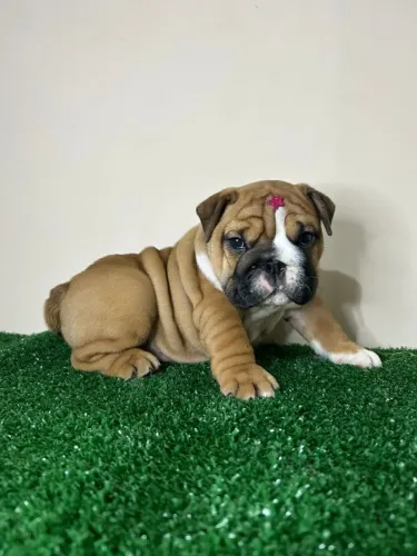 Bulldog Inglês branco/malhado/vermelho/red brindle, com garantias genéticas e suporte vet