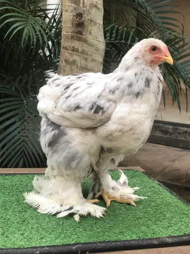 Vendo pintinhos Brahma 
