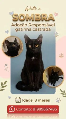Doação de gata