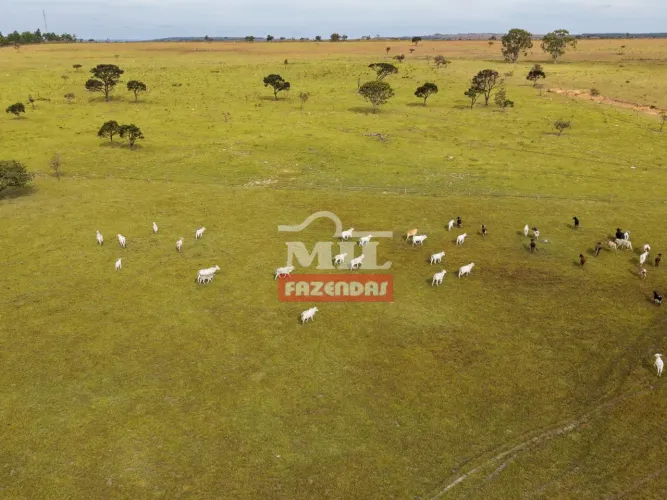 Fazenda 40 Alqueires (193 hectares) Corúmba de Goiás - GO