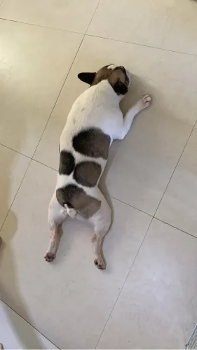 Doação Buldogue Fêmea 