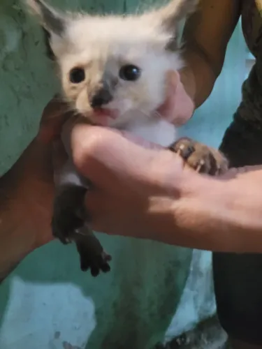Lindos gatinhos