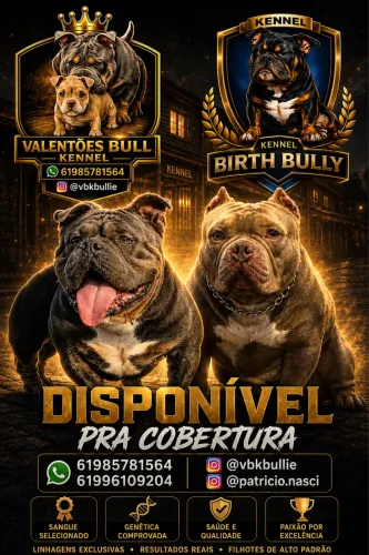 AMERICAN BULLY MICRO DISPONÍVEL PRA COBERTURA OPORTUNIDADE 