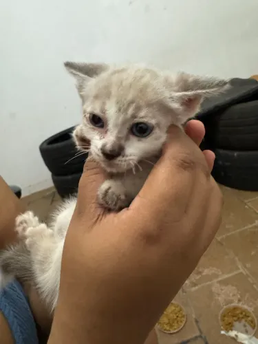 Doação gatos filhotes 