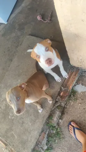 Vendo dois filhotes de Pitbull uma fêmea e um macho