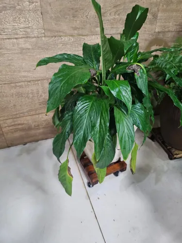 Vaso com plantas 