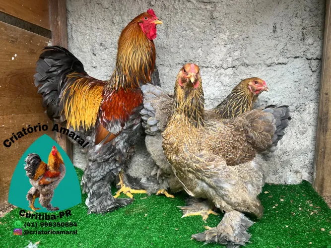 Galinhas Brahma ( ovos e pintinhos)