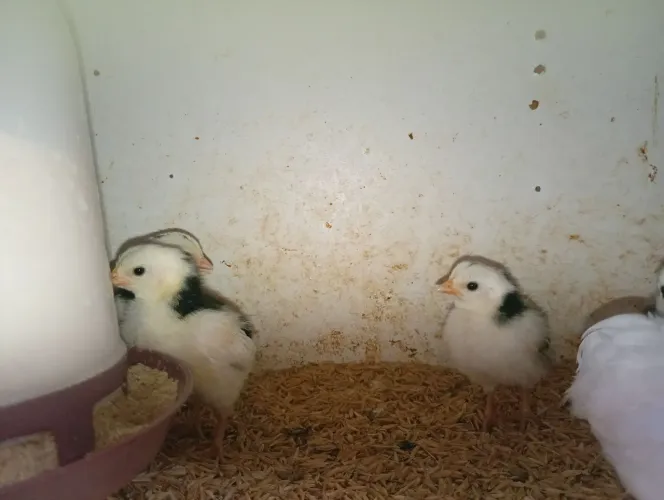 Pontinhos garnisé