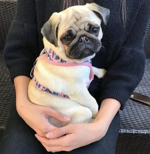 Pug companheiro 