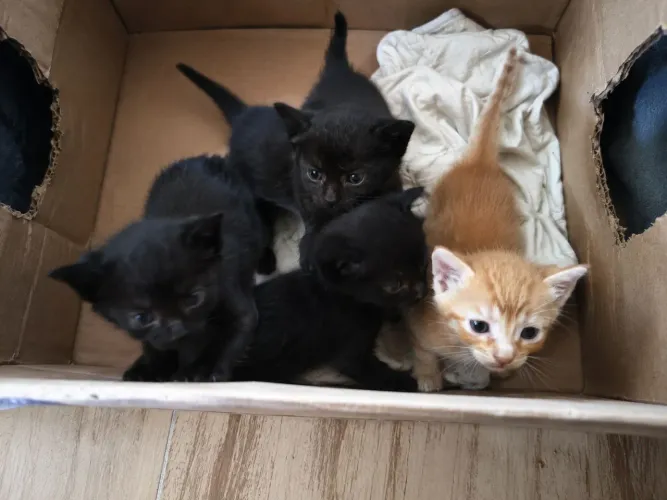 Gatinhos lindos pra adoção