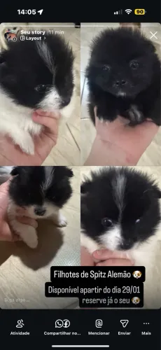 Spitz alemão particolor filhote