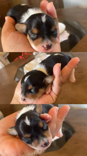 Pinscher Filhote 