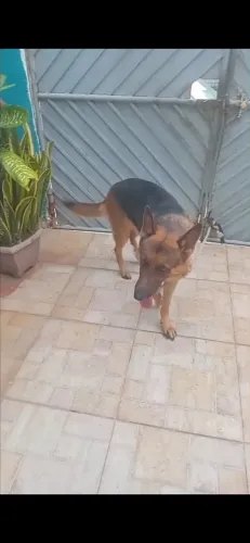 Cachorro dorcil pra adoção responsável,castrado e vacinado