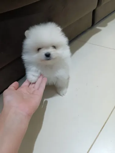 Spitz