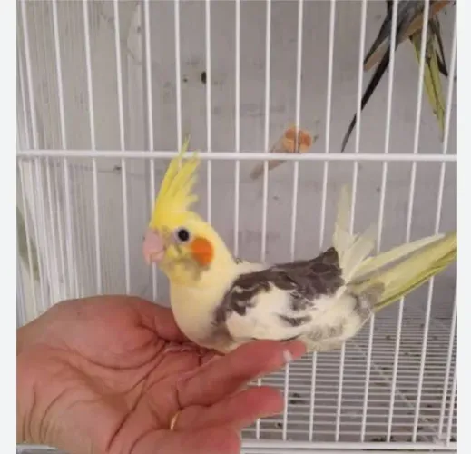 Vende se