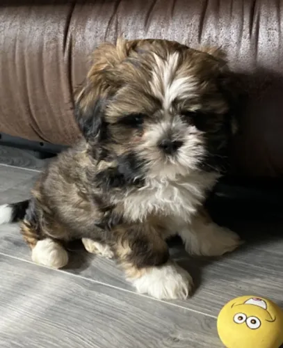 Lhasa Apso Amor que se fortalece na rotina