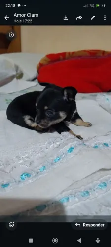 Vende se filhote de pinsher 1 puro a mãe eo pai são bem pequenos  temos 2 fêmeas disponive