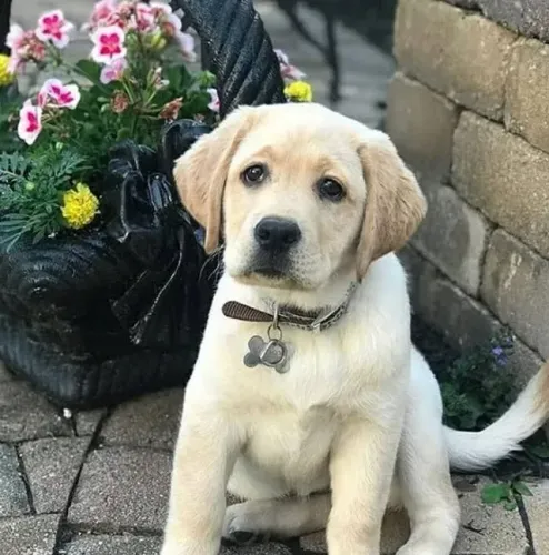 Labrador Alegria que cresce a cada dia