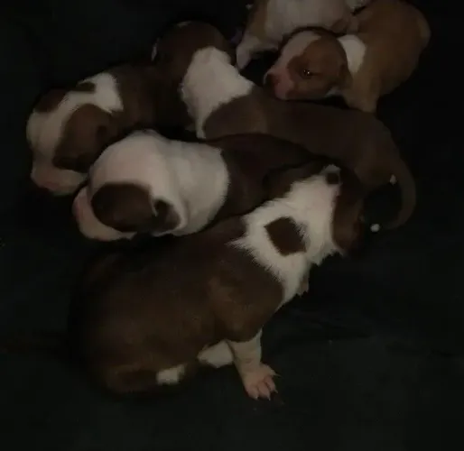 Filhotes de pitbul disponível 350 reais