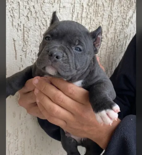 AMERICAN BULLY 