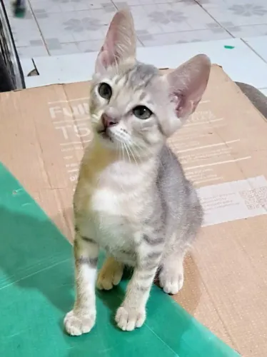 Gatinho e Gatinha para doações