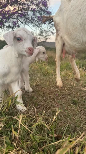 Cabrito saanen puro