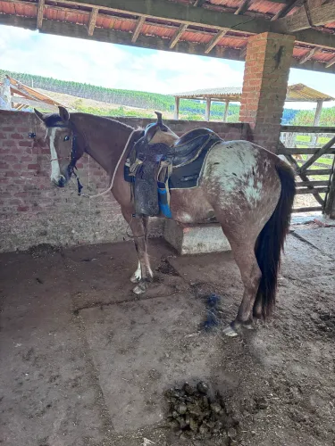 Égua mansinha