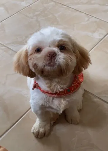 Macho Shih Tzu branco areia