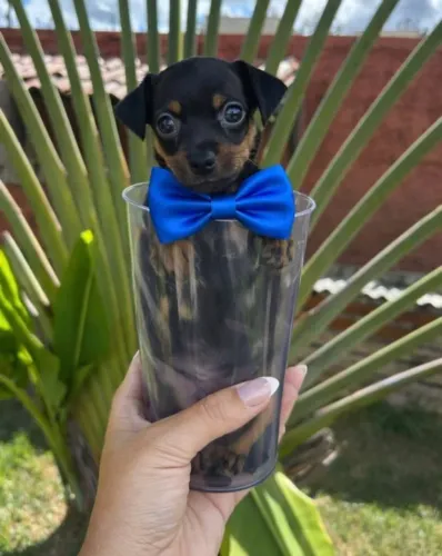 Pinscher Zero miniatura : Entrega á domicílio