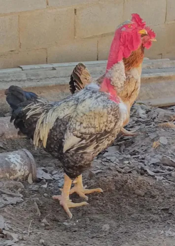 Frango Polaco (Já está Galando)