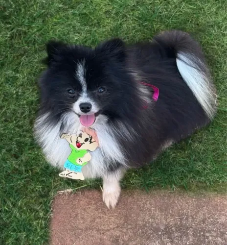 Lulu da pomerania macho anão