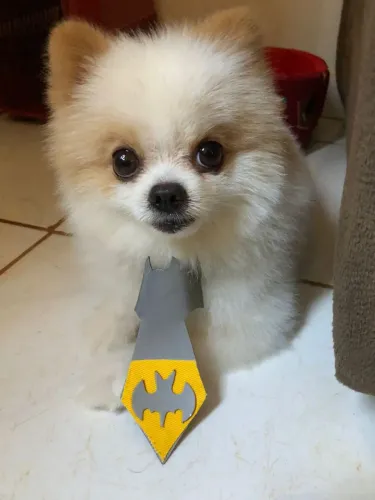 Vendo Spitz Alemão Anão