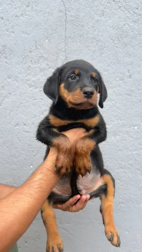 Rottweiler Fêmeas e Machos