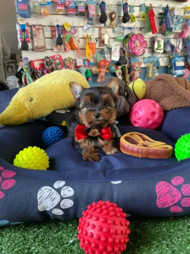 Yorkterrier machinho mini disponível