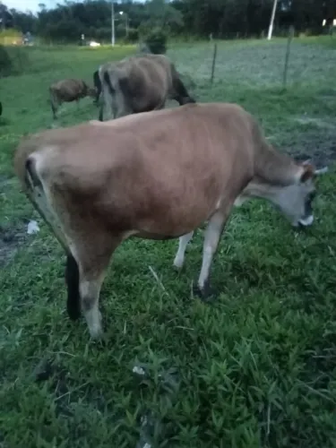 Vendo 2 vacas Jersey Prenhas