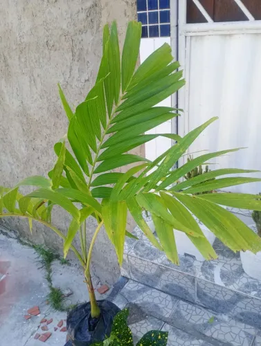 Palmeira Mini imperial 