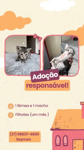 Doação de gatos filhotes 
