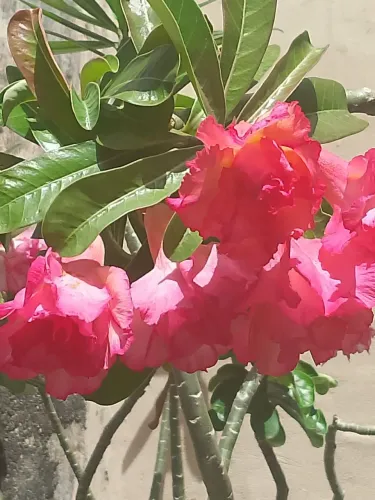 Vendo Rosas do Deserto, acompanha o Vaso.