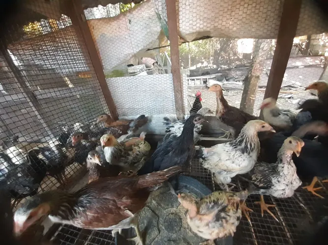 Pintinhos