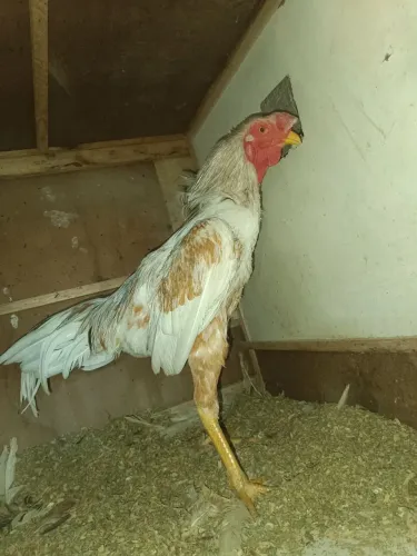 Galo índio pra venda