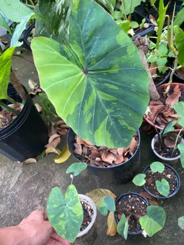 Colocasia Lemon lime Gecko