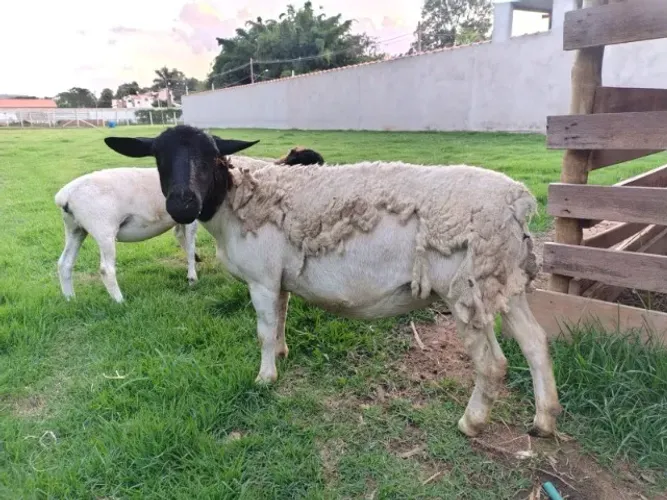 OVELHA DORPER PO COM RG (DDM Sylvie 737 X Kaiowas LP4 Superboy TE 1551)