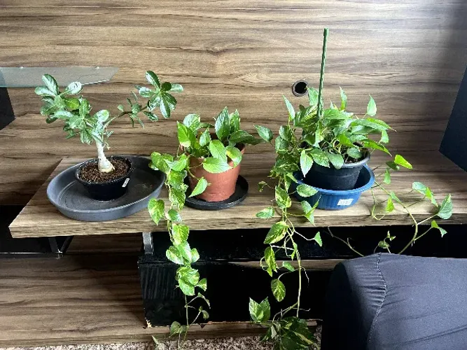 Lindas plantas à venda, com vasos e bandejas.