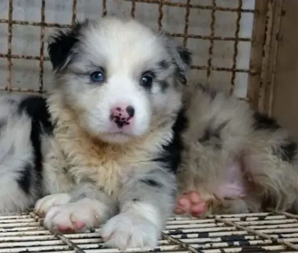 Border collie merle Macho