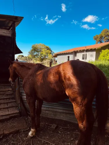 Cavalo quarto de milha, manso