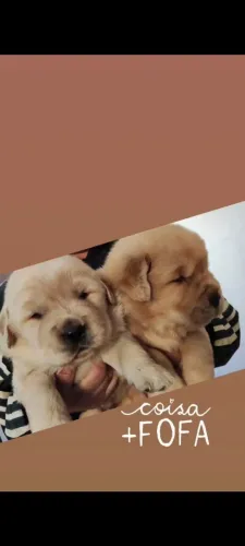 Fillhotes de Golden Retriever, Netos de Campeão