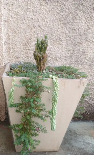 Vaso grande de cerâmica com plantas pôr 50,00