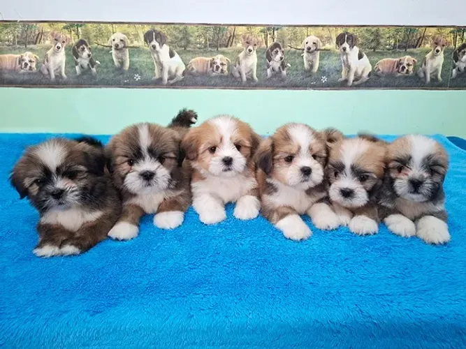 Lhasa Apso - Machinho Disponível