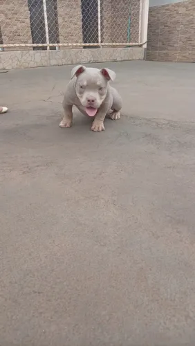 Filhote de American Bully